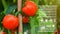 Tomatoes fresh in greenhouse with infographics, Smart farming and precision agriculture with IoT, digital technology agriculture
