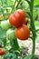 Tomatoes in a garden