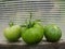 Tomatoes in the garden greenhouse.