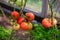 Tomatoes in the garden,Vegetable garden with plants of red tomatoes