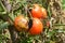 Tomatoes get sick by late blight. Close up on Phytophthora infestans is an oomycete that causes the serious tomatoes disease