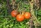 Tomatoes get sick by late blight. Close up on Phytophthora infestans is an oomycete that causes the serious tomatoes disease know
