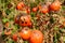 Tomatoes get sick by late blight. Phytophthora infestans