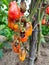 Tomatoes gone rotten after some infected with some disease