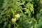 Tomatoes on green branch. Home grown tomato vegetables growing on vine in greenhouse. Autumn vegetable harvest on organic farm.