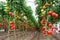 Tomatoes in a greenhouse