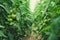 Tomatoes in a Greenhouse. Horticulture. Vegetables