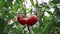 Tomatoes in the greenhouse, vegetables farming scene