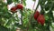 Tomatoes in the greenhouse, vegetables farming scene