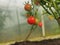 Tomatoes grow on bushes in the greenhouse. Olericulture. Farming