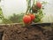 Tomatoes grow on bushes in the greenhouse. Olericulture. Farming