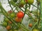 Tomatoes grow on bushes in the greenhouse. Olericulture. Farming