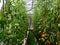 Tomatoes grow in a greenhouse. Country house for growing vegetables