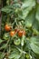 Tomatoes Growing