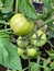 Tomatoes growing