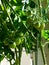 Tomatoes growing in a bucket on the balcony. Green fruits on the branches