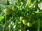 Tomatoes growing in a bucket on the balcony. Green fruits on the branches