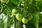 Tomatoes growing in a bucket on the balcony. Green fruits on the branches