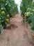 Tomatoes  growing farming  planting  vegetables