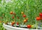 Tomatoes growing in greenhouse ai