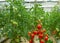 Tomatoes growing in greenhouse ai