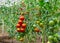 Tomatoes growing in greenhouse ai