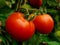 Tomatoes Growing Plant