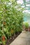 Tomatoes growing in a small greenhouse