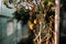 Tomatoes growing at vegetable garden in backyard home at sunset. nobody. self sufficiency concept