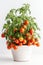 Tomatoes Growing In White Pot On White Background. Generative AI