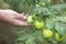 Tomatoes grown in a greenhouse.A good harvest of tomatoes