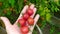 Tomatoes in hand. A farmer harvests vegetables in a greenhouse. Small tomatoes on the palm of a woman