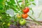 Tomatoes hang on a branch