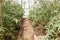 Tomatoes are hanging on a branch in the greenhouse. The concept of gardening and life in the country. A large greenhouse