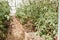 Tomatoes are hanging on a branch in the greenhouse. The concept of gardening and life in the country. A large greenhouse