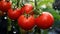 Tomatoes Hanging from a Rain-Soaked Vine