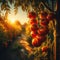 Tomatoes hanging from the vine in the blue hour