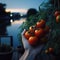 Tomatoes hanging from the vine in the blue hour