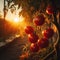 Tomatoes hanging from the vine in the blue hour