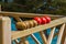 Tomatoes and kiwifruit ripening in the sun