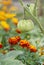 Tomatoes and Marigolds (companion planting)