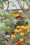 Tomatoes and Marigolds (companion planting)