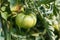 Tomatoes maturing in plant in an orchard