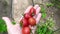 Tomatoes on the palm. A farmer harvests vegetables in a greenhouse. Small tomatoes in a woman`s hand