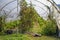 Tomatoes and peppers growing in the homemade greenhouse