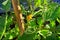 Tomatoes plant with flowers tomato bloom