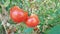 Tomatoes on the plant in a garden ripe and unripe fresh