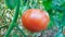 Tomatoes on the plant in a garden ripe and unripe fresh