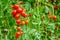 Tomatoes plant growth in organic greenhouse garden ready to harvest