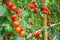 Tomatoes plant growth in organic greenhouse garden ready to harvest